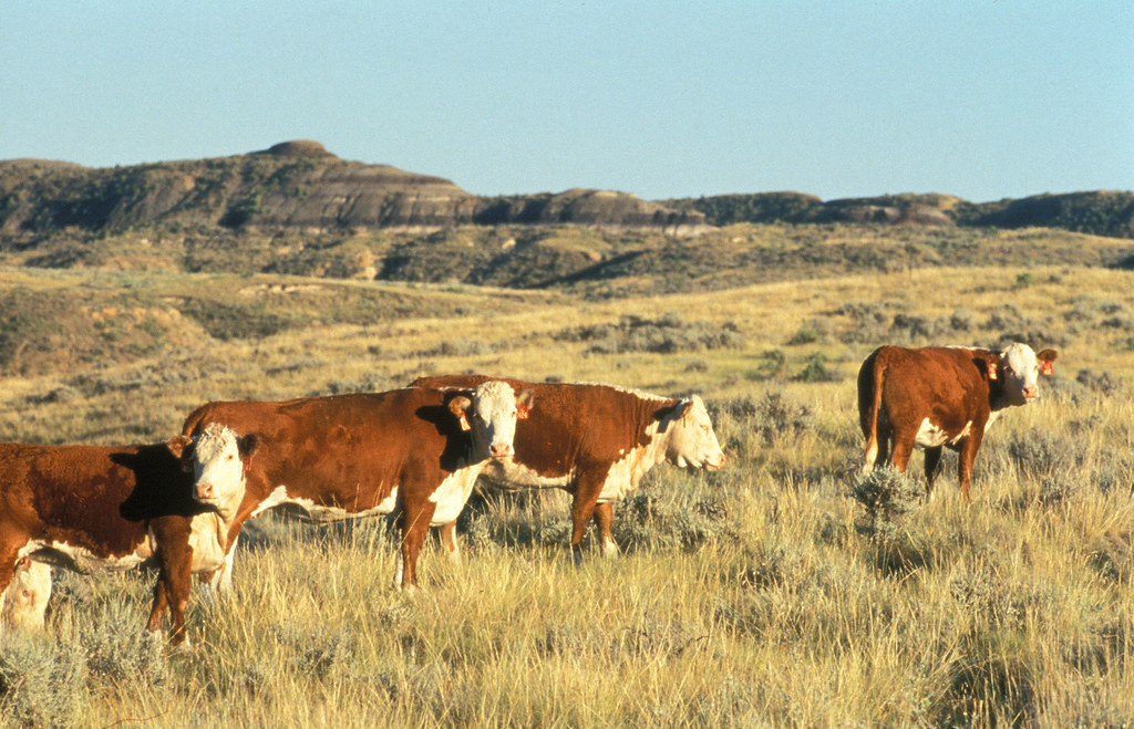 Healthy cattle grazing