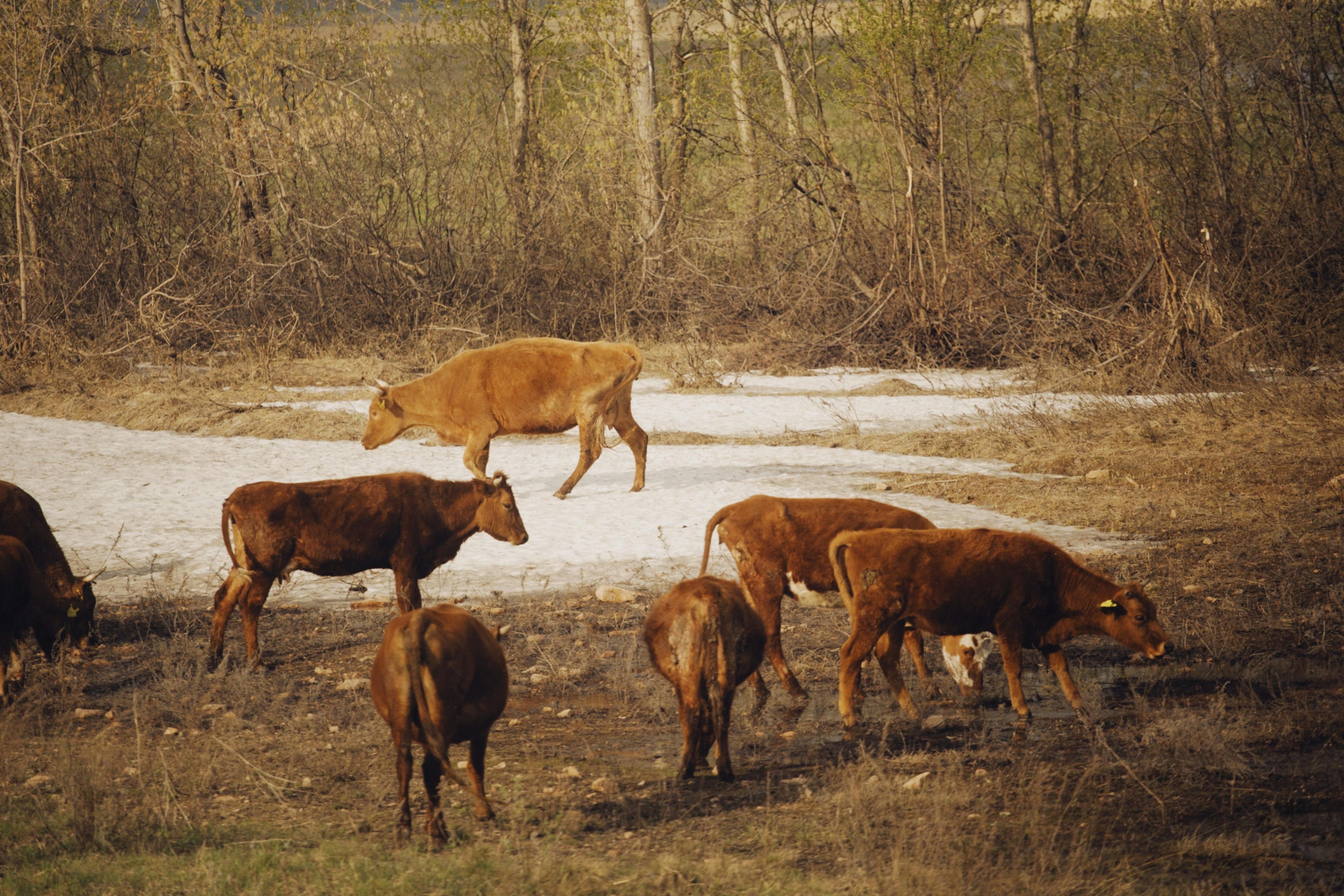Cattle grazing