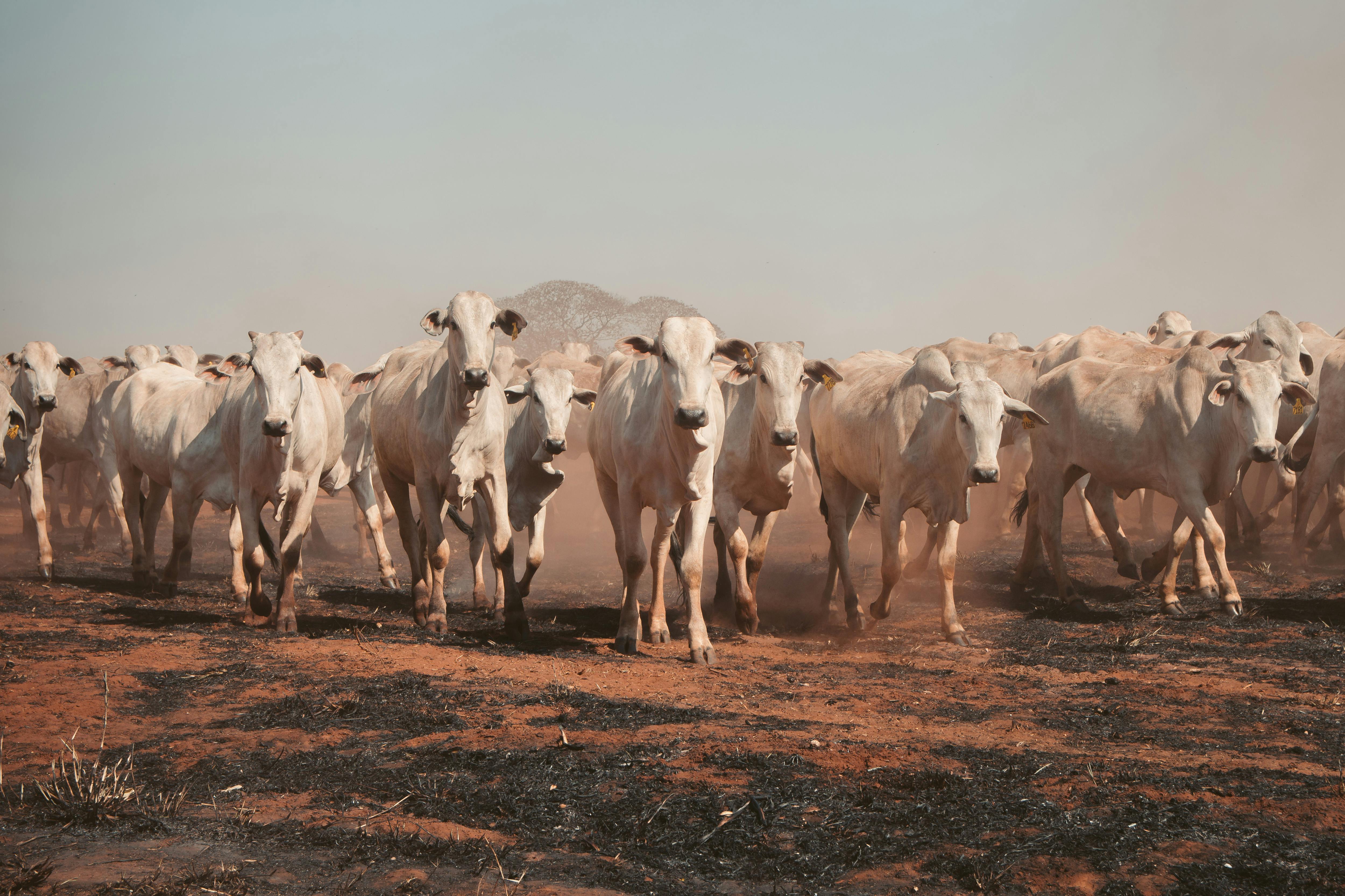 Healthy cattle herd